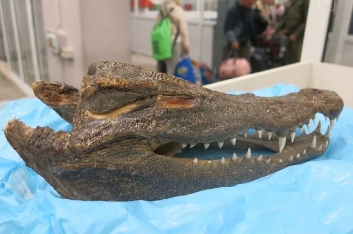    Турист попытался провезти в Омск засушенную голову крокодила