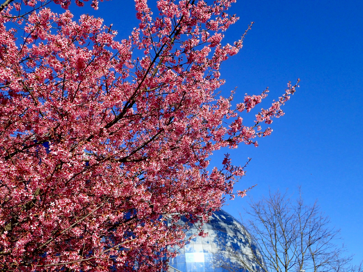 Цветение сакуры в Японии