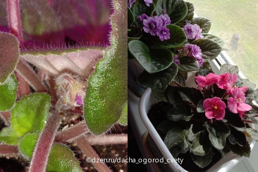 Фото слева - сиреневая фиалка вскоре после рассаживания дала первый бутончик, фото справа - фиалки цветут ДО размножения.