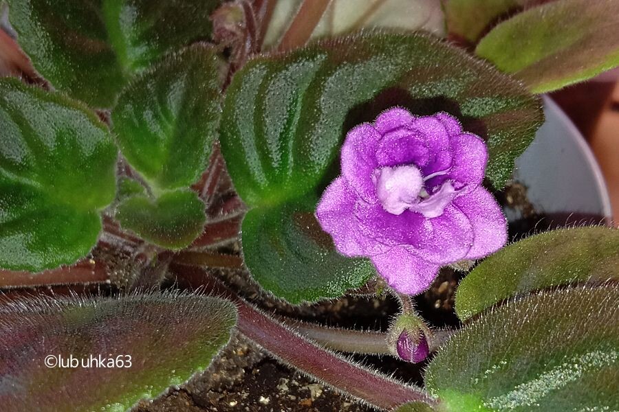 Сиреневая фиалка вскоре после рассаживания дала первый бутончик