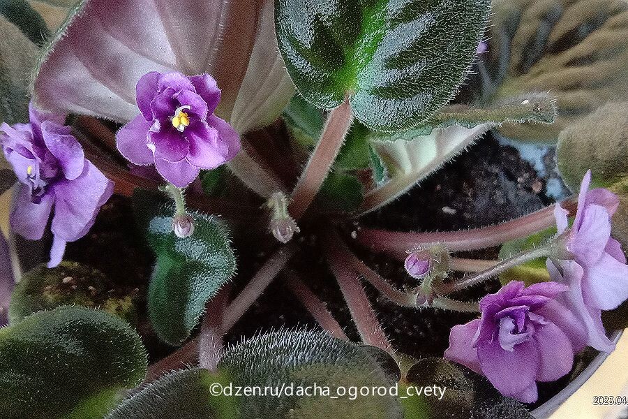 Сиреневая фиалка в настоящее время массово цветёт.