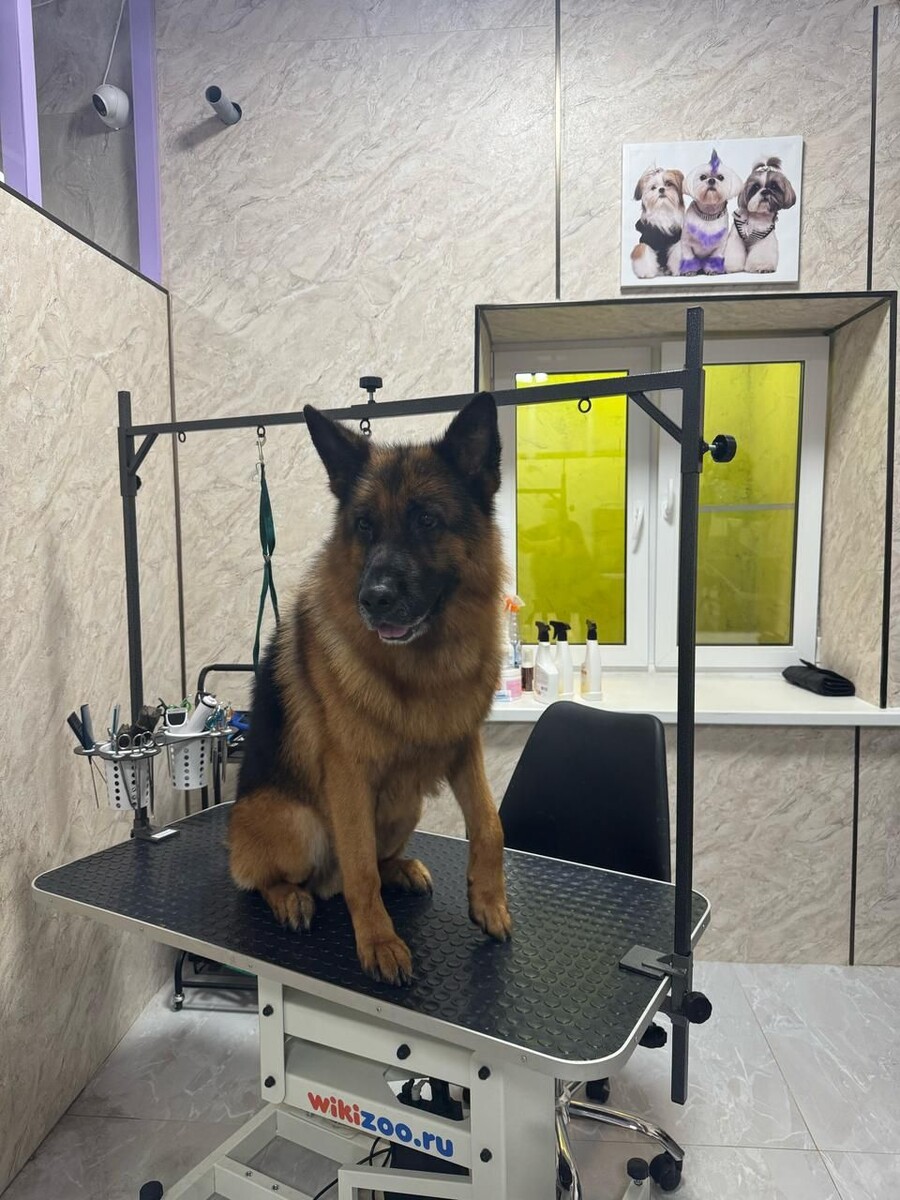 Немецкая овчарка — это символ преданности, интеллекта и выносливости. Эти собаки не только прекрасные компаньоны и рабочие партнеры, но и настоящие атлеты, требующие внимательного ухода. Правильный груминг для немецкой овчарки — это не просто поддержание опрятного вида, а важная часть профилактики проблем со здоровьем.  Особенности ухода за немецкой овчаркой  1. Двойная шерсть. Густой подшерсток и жесткий остевой волос нуждаются в регулярном вычесывании (особенно в периоды линьки). Это предотвращает образование колтунов, снижает риск кожных заболеваний и помогает собаке легче переносить перепады температур.  2. Когти и лапы. Активный образ жизни овчарки требует контроля за длиной когтей: слишком длинные когти могут деформировать походку и повредить суставы. Также важно проверять подушечки лап на наличие трещин или застрявших инородных предметов.  3. Уши и глаза. Висячие уши склонны к скоплению влаги и загрязнений, что повышает риск воспалений. Регулярная чистка и осмотр помогут избежать инфекций.  Почему груминг важен для рабочей породы?Немецкие овчарки часто подвергаются высоким физическим нагрузкам, а их шерсть и кожа контактируют с пылью, грязью и аллергенами. Профессиональный груминг:  - Удаляет отмершую шерсть и стимулирует рост здорового волоса.  - Позволяет вовремя заметить признаки кожных заболеваний, паразитов или травм.  - Поддерживает гигиену ушей, глаз и зубов, снижая риск хронических проблем.  Наши услуги для вашей овчаркиВ нашем салоне мы предлагаем специализированный уход для крупных и активных пород:  - Глубокое вычесывание и тримминг для контроля линьки.  - Стрижка когтей и уход за подушечками лап.  - Чистка ушей и зубов.  - СПА-процедуры для кожи и шерсти с гипоаллергенными средствами.  Регулярный груминг — это залог не только красоты, но и отличного самочувствия вашей немецкой овчарки. Доверьте заботу о вашем верном друге профессионалам, чтобы он оставался сильным, здоровым и полным энергии!