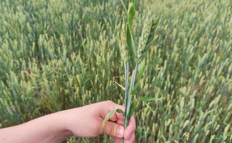    Сроки опрыскивания пшеницы от фузариоза колоса остаются в центре агронаучной полемики