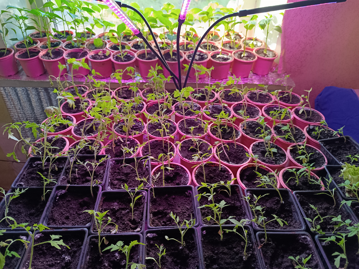 Рассада помидор.