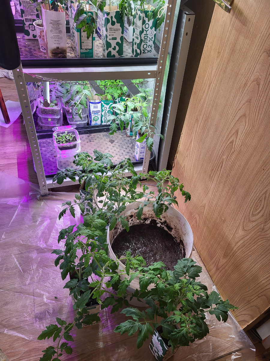 Сижу, с помидорками общаюсь и уговариваю их притормозить. В статье использованы фото автора 