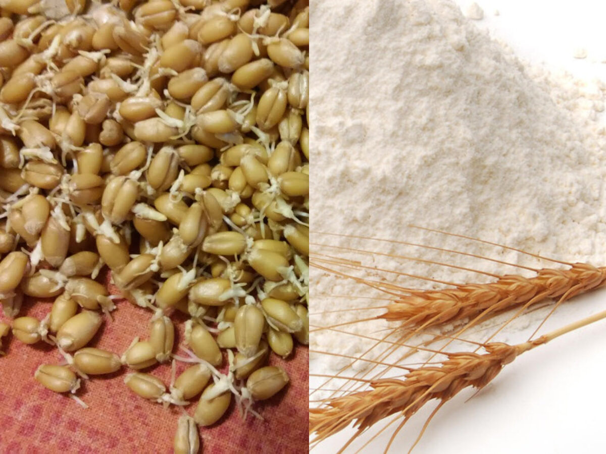 Изображение из открытых источников Яндекс.