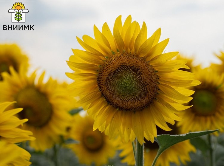   Гербицидоустойчивый подсолнечник селекции ВНИИМК решили выращивать в новых регионах России