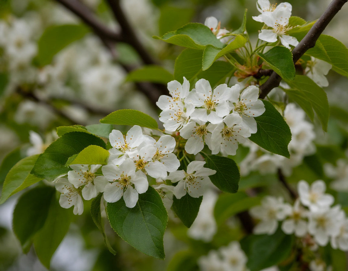Цветущая черемуха