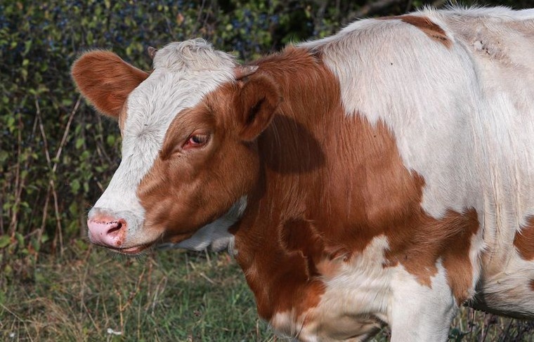    Сергей Булкин/NEWS.ru