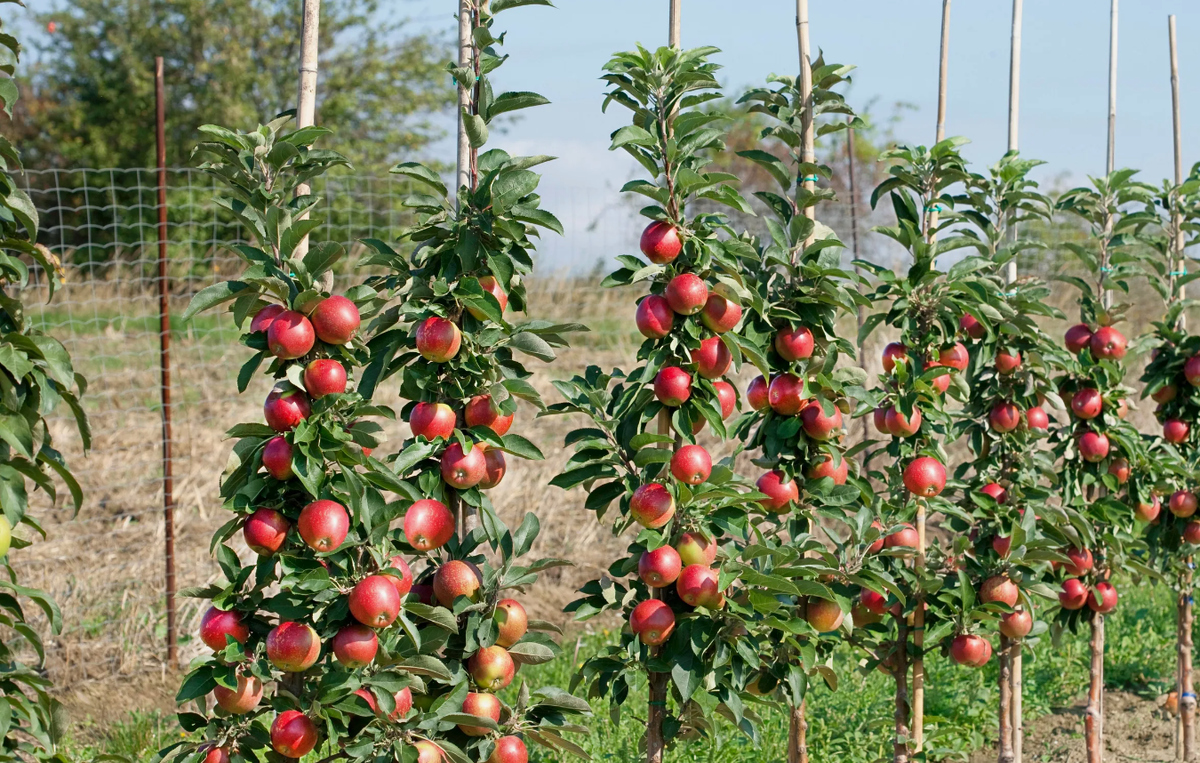 Источник фото: ogorod.ru