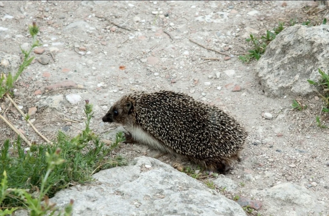 Фото взято из открытых источников