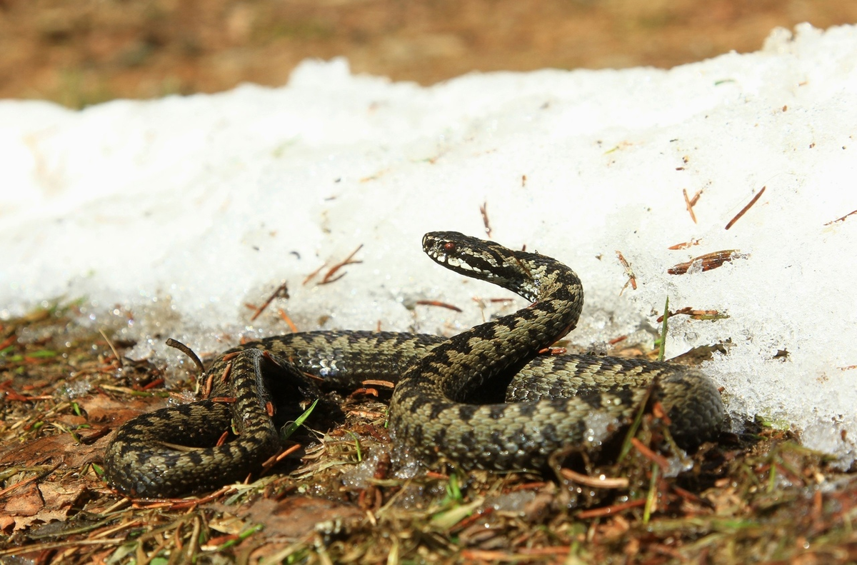 Только глаза продрал и сразу кусать кого-то? Ага, щас! 
