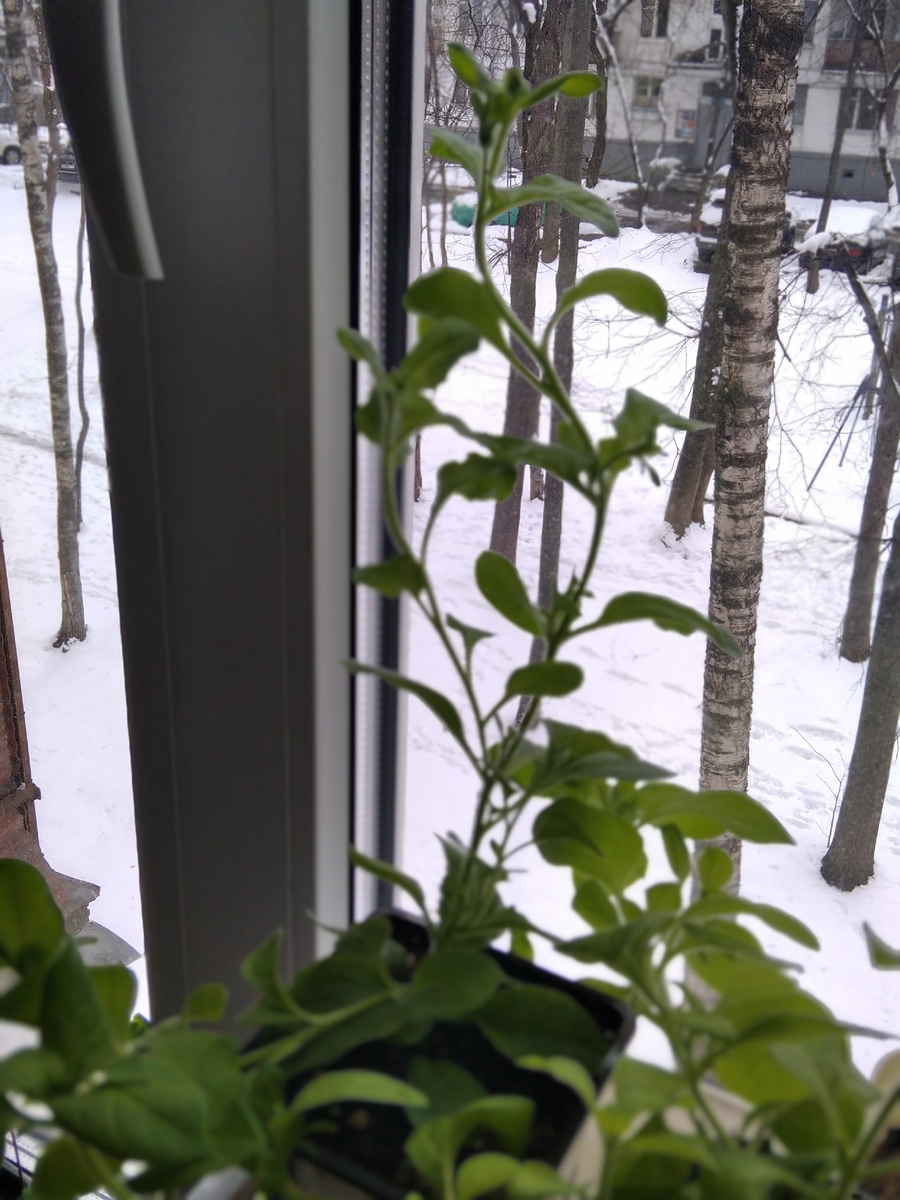 Плети уже до середины окна