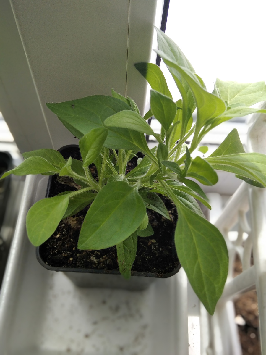 Эта петуния кустится самостоятельно, обрезать ее я не стала