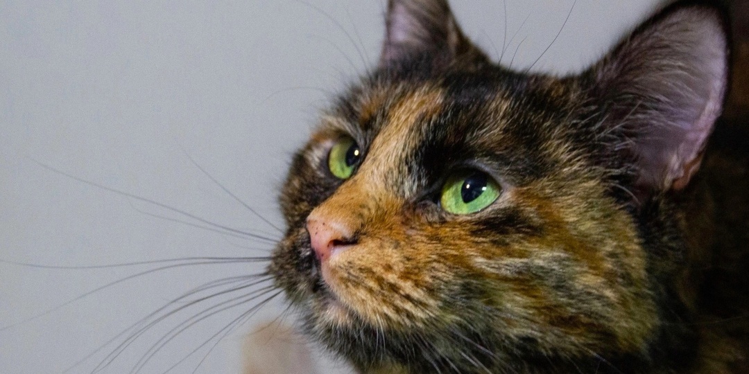 Очень ласковая, добрая, нежная Амальфи ищет любящую семью! 👪🐈