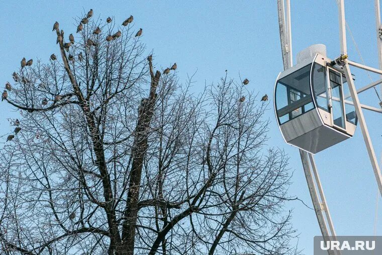 Тело пермяка нашли в сугробе под деревом. Фото: Денис Моргунов © URA.RU