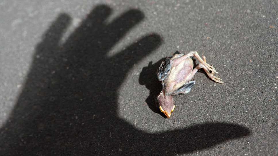 Фото: Валерий Мельников / Коммерсантъ