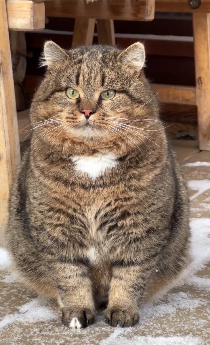 лесной кот Барсик