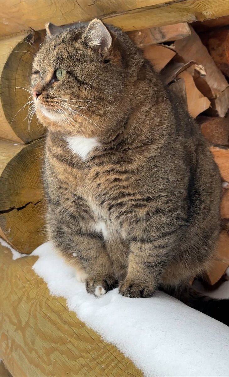 лесной кот барсик