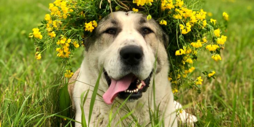 Наш способ отучить собаку копать под забором без наказания