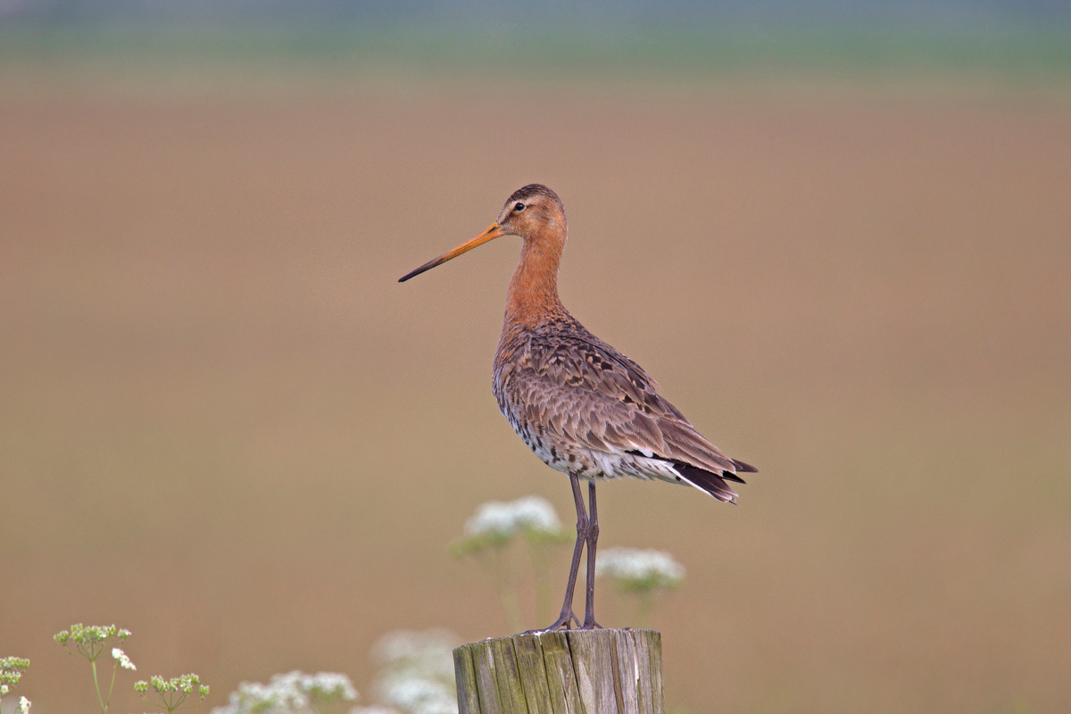 Большой веретенник (сукалень)