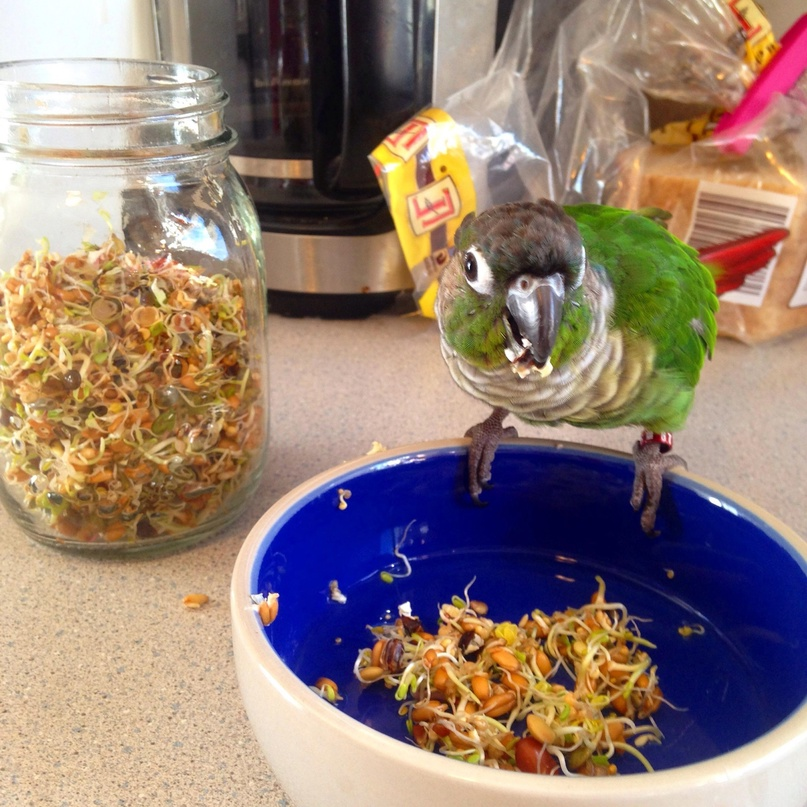 Правильное использование зерна.