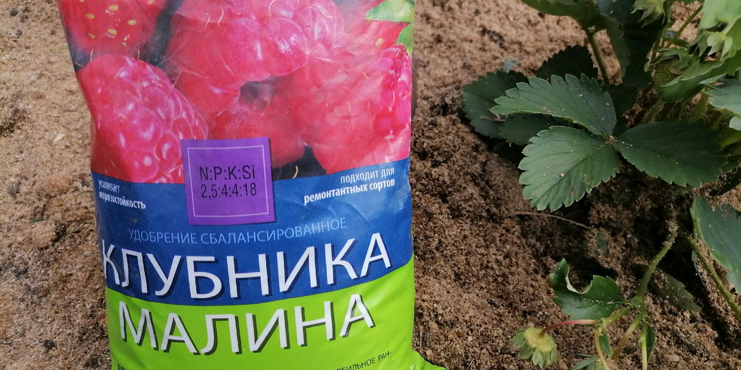 Подкормка клубники и земляники весной: 4 варианта на выбор. Чем лучше не кормить?
