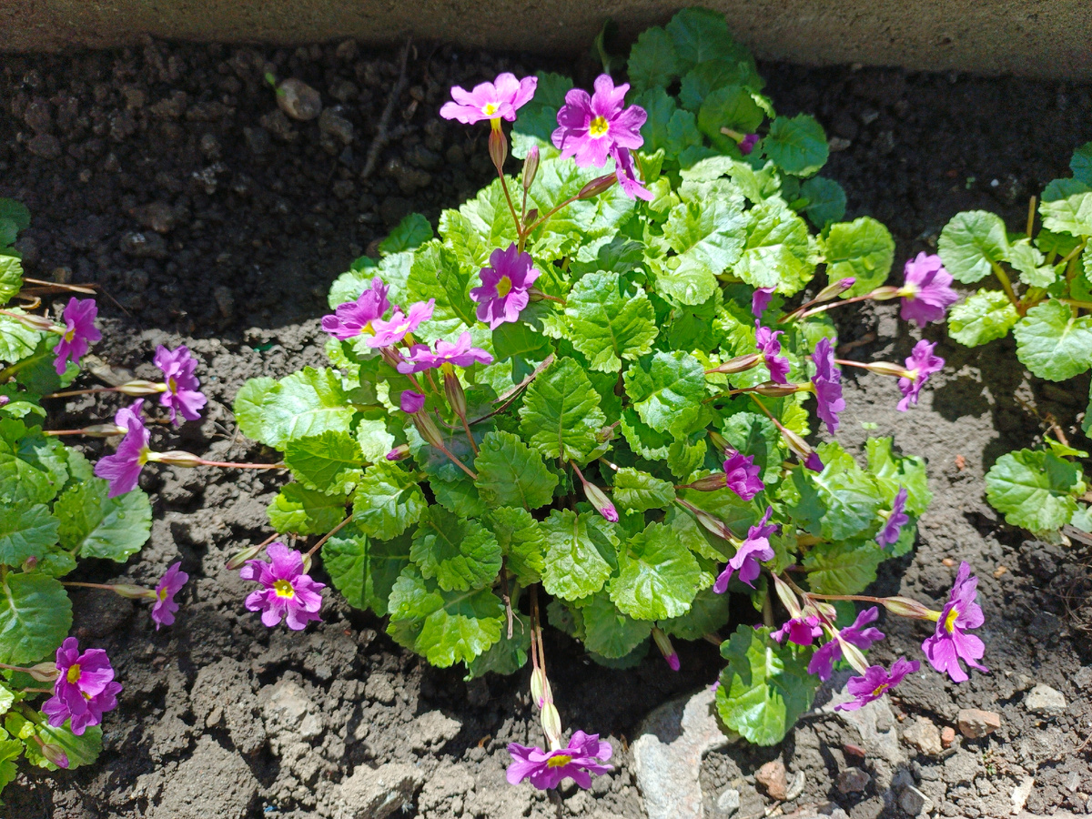 Одни из первых появляются весной