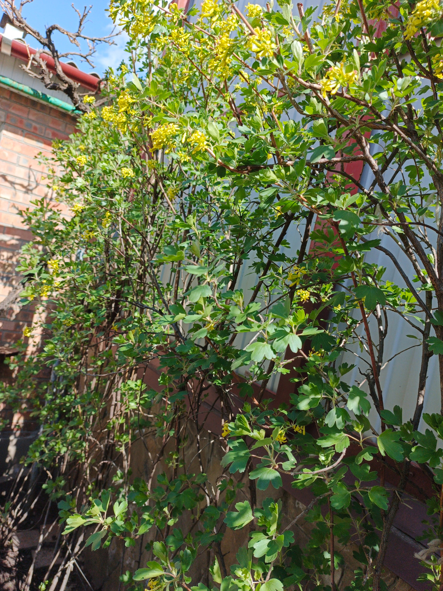 Выше головы вымахала