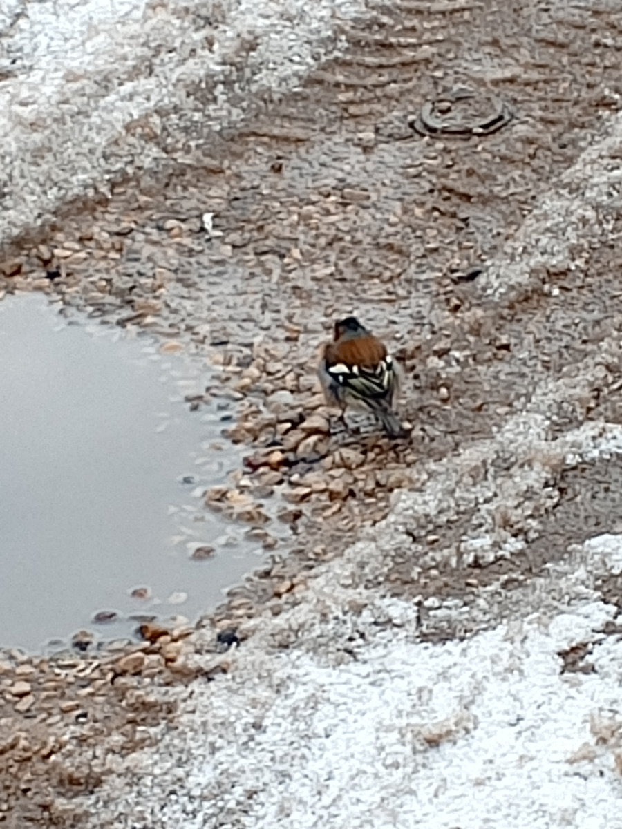 Птицы в поиске еды.