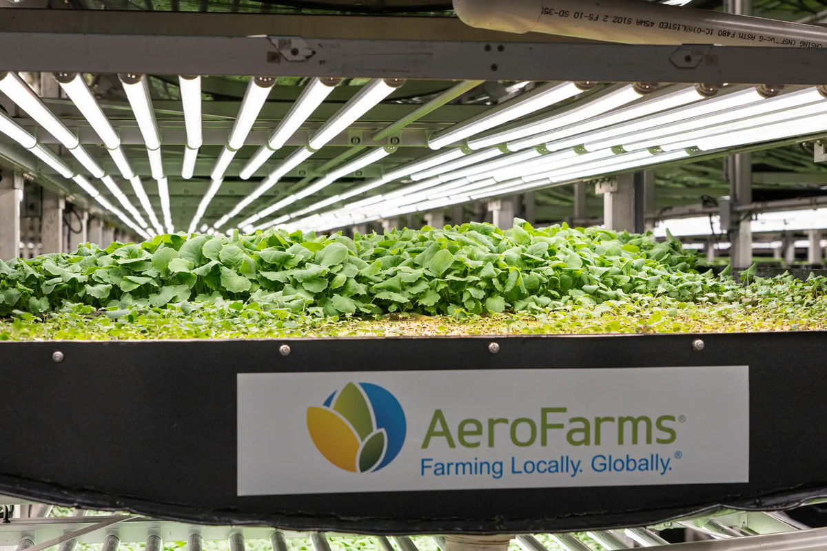 Вертикальная ферма (источник https://www.businessinsider.com/farm-to-plane-singapore-airlines-aerofarms-local-2019-9?r=US&IR=T)