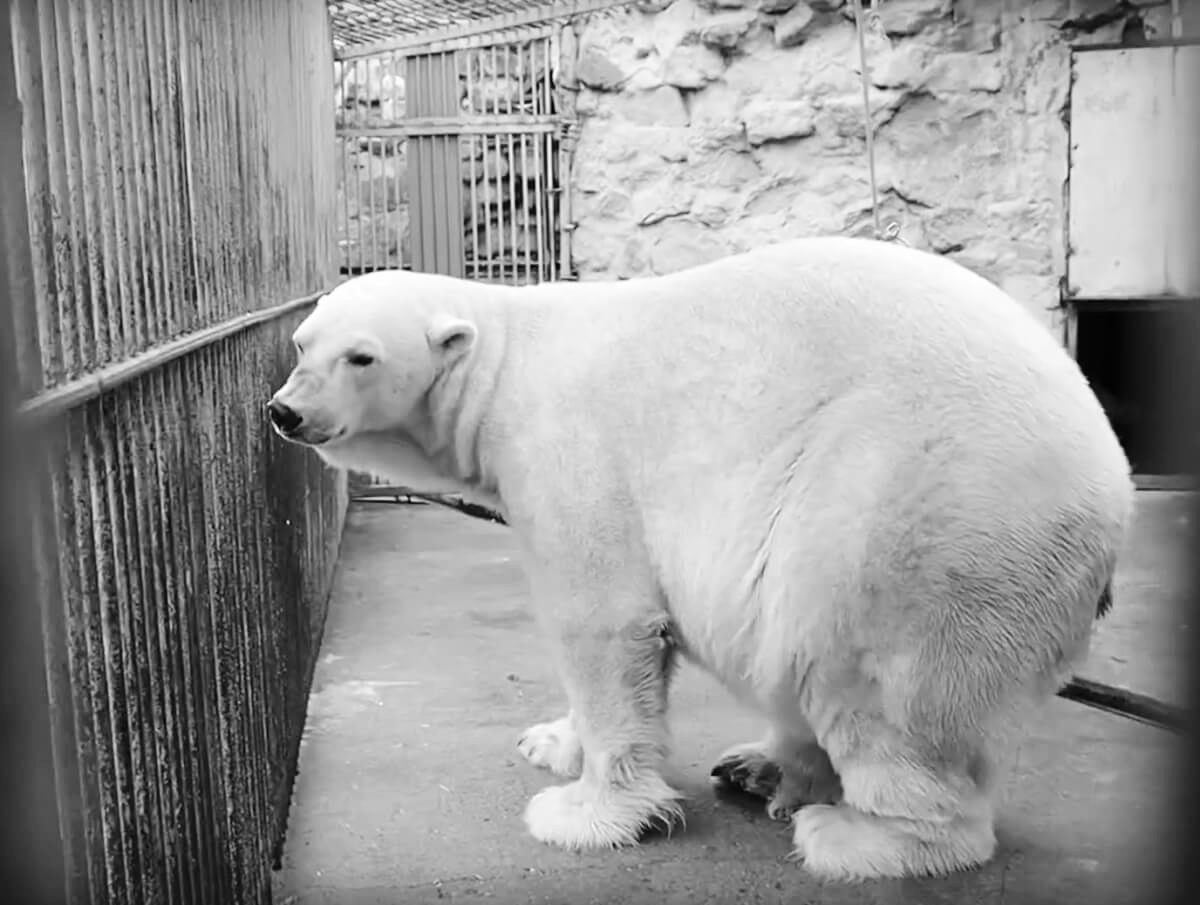 Белый Мишка в московском зоопарке