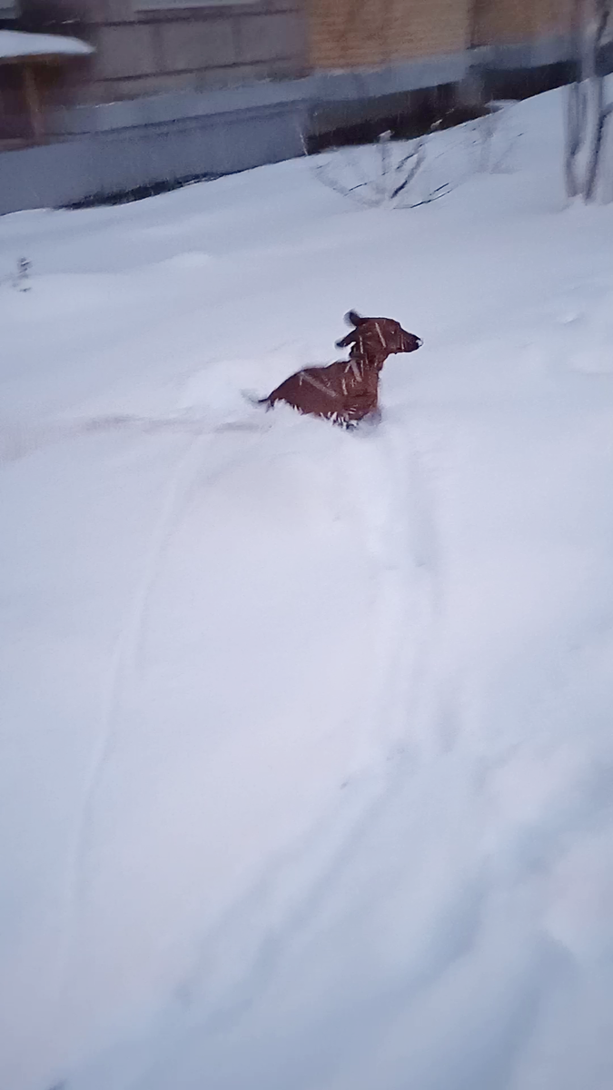 Лисёнок на прогулке