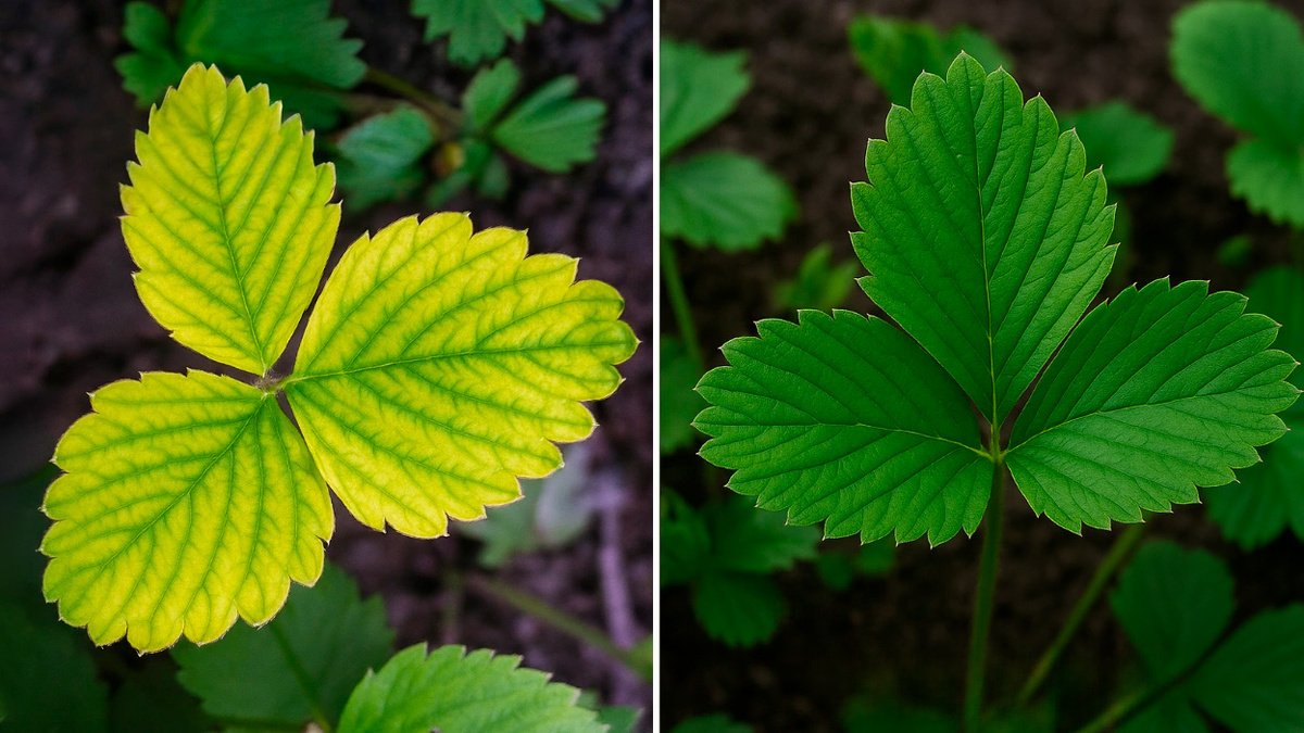 Хлороз на клубнике