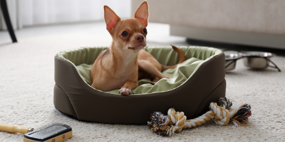 Лайфхаки: как обустроить пространство питомца?