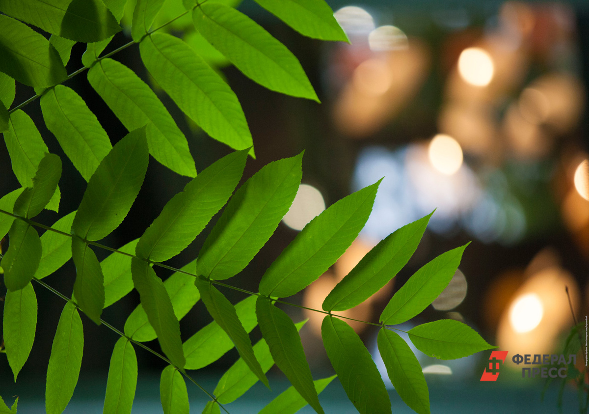 В Кисловодске нашли гибрид рейнутрии, способный разрушать дома.  Фото: Фото: ФедералПресс / Елена Сычева