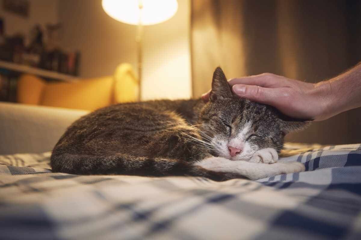 Кошка спит с ночником 