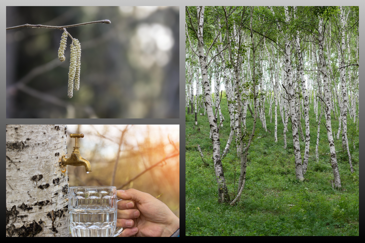 Берёза/pixabay.com