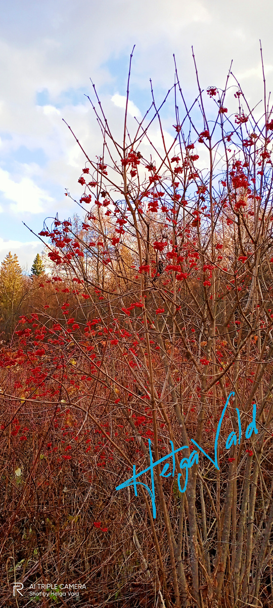 Дикорастущая КАЛИНА ОБЫКНОВЕННАЯ (или калина красная).