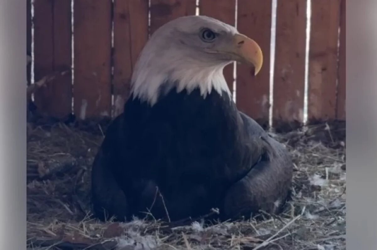    В парке птиц «Малинки» под Шахтами вылупился птенец белоголового орлана