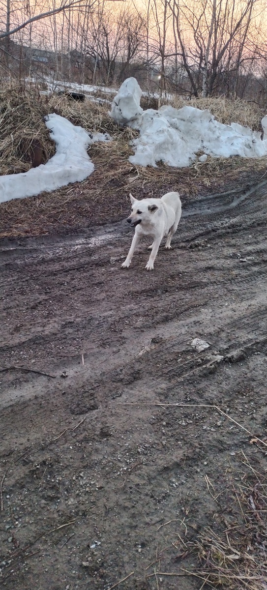 Собака, которую выбросили вместе с будкой в поле.