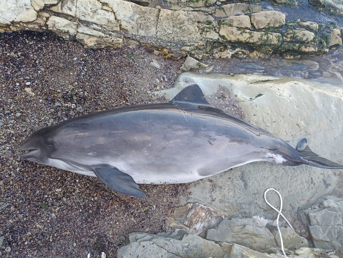 Фото: Telegram/Delfacenter  📷
