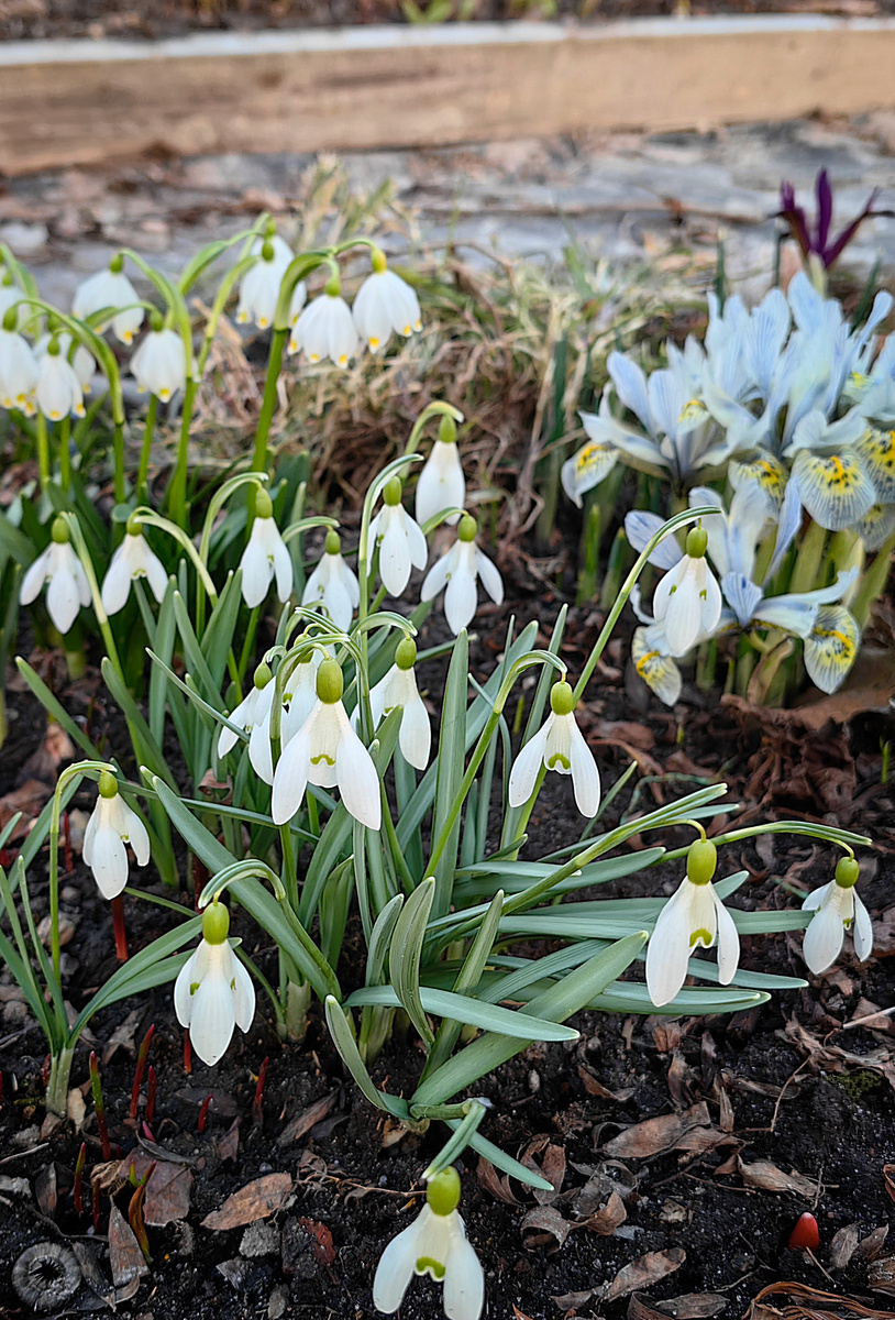 Галантусы, цветение 3 апреля
