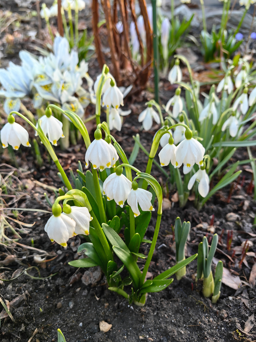 Клумба с первоцветами, цветение 5 апреля