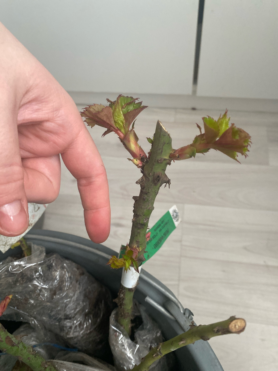 Некоторые розы толщиной с палец 