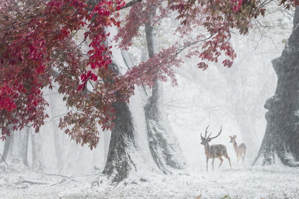 Yunhua Huang (Китай), FIAP Silver medal, Small deer in the woods/Маленький олень в лесу