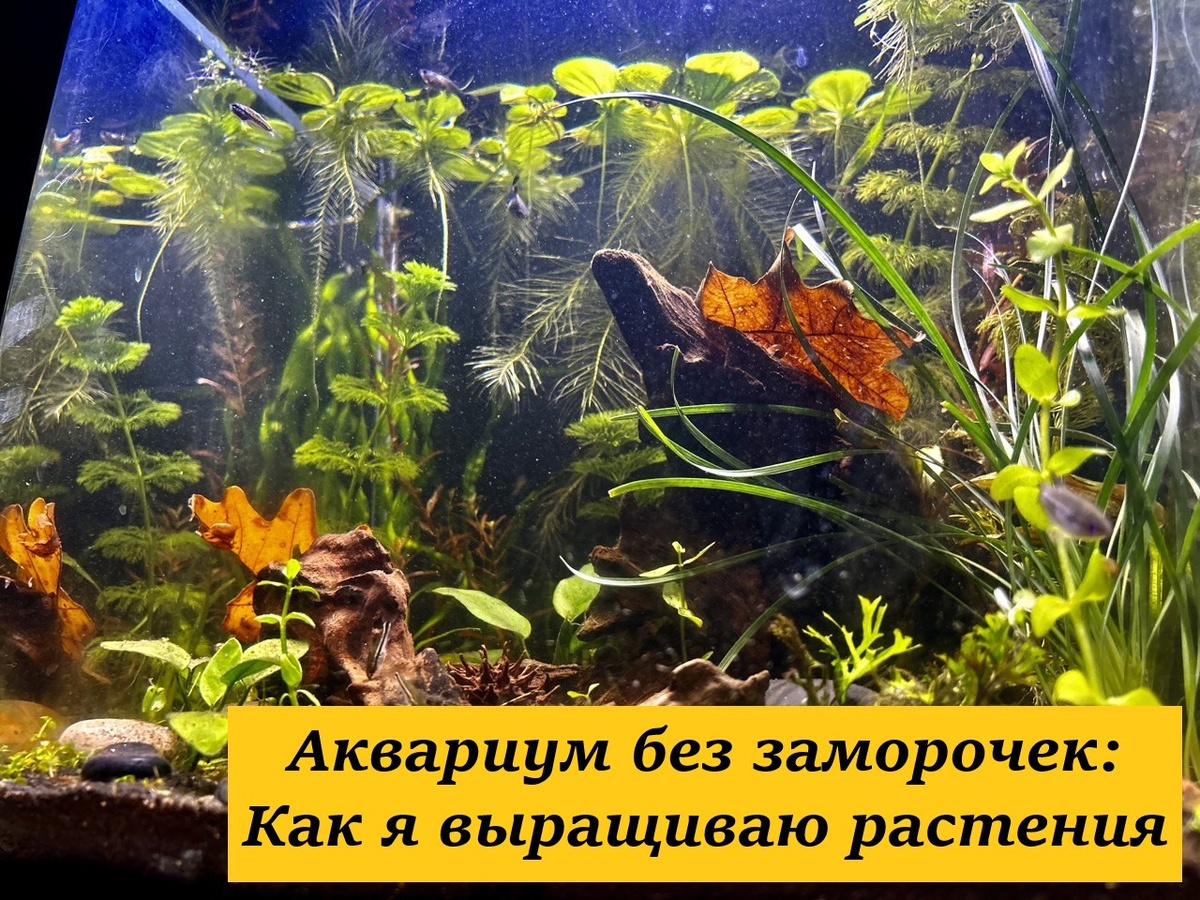 Вид моего Dennerle Nano Cube 30, 0,2 квт на литр (6кВт лампа quael daynight на, без подачи co2, крунт: deponit mix + кварц.