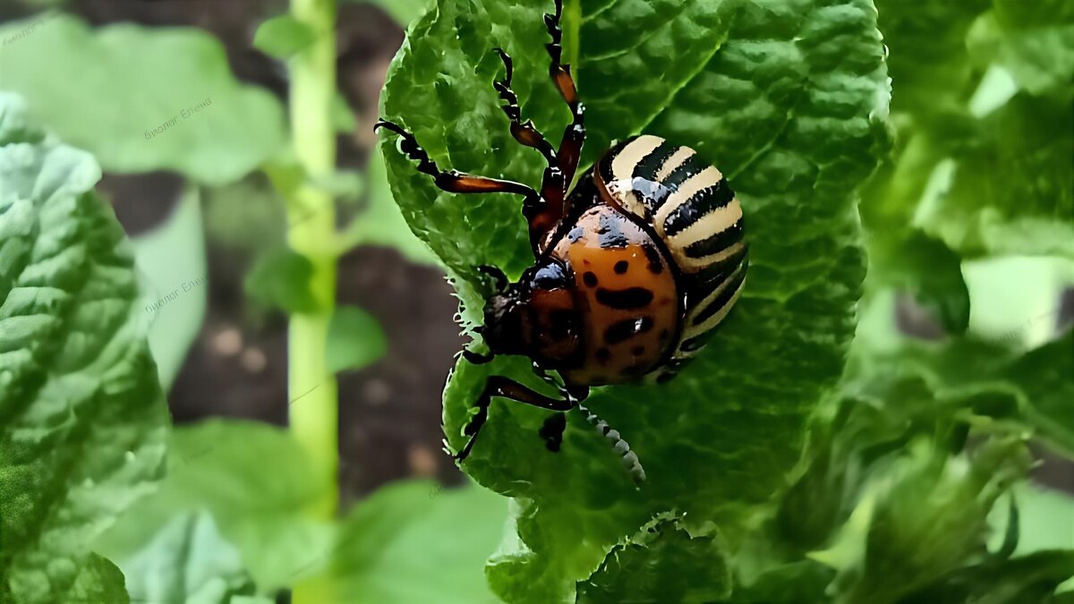 Колорадский жук