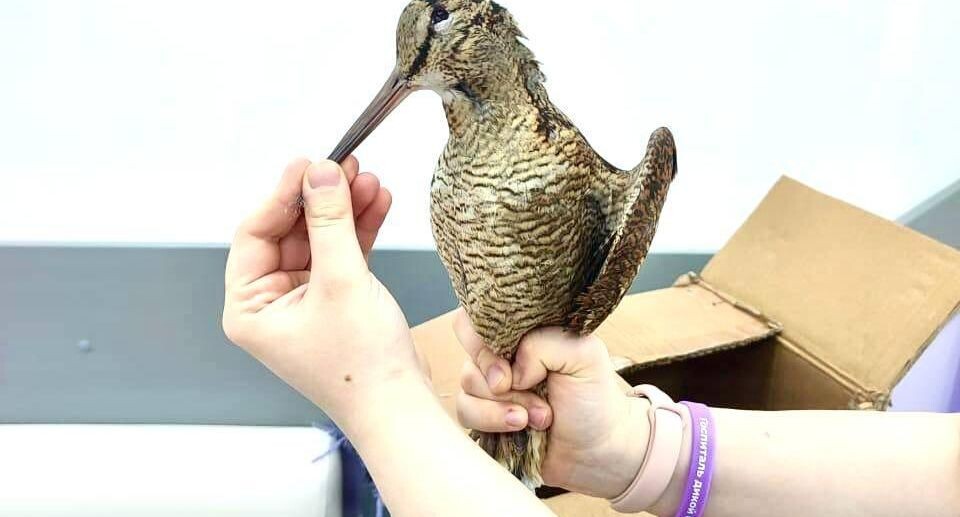    Министерство по содержанию территорий и государственному жилищному надзору МО