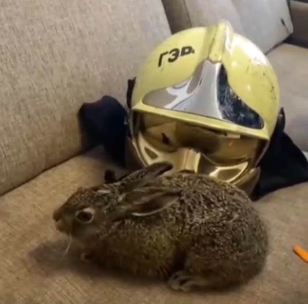    Фото: скриншот из видео ГУ МЧС России по Ростовской области Редакция газеты "Наш край"